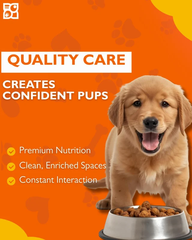 Premium nutrition. Clean, enriched spaces. Constant interaction.

Pet store puppies cost more because they receive the level of early care that shapes behavior, confidence, and emotional well-being.

This isn’t just a price tag. It’s a foundation for a healthier, happier future.
🐾 Read why proper early care matters in our latest blog. https://www.petlandrobinson.com/why-are-petland-puppies-so-expensive/

#PetlandUSA #PuppyDevelopment #HealthyStart #PetEducation #PuppySocialization #PuppyCareTips #ResponsiblePetStores #PetlandPuppy