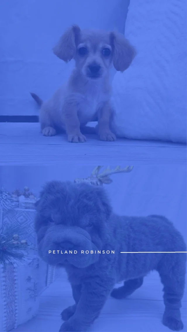 December is settling in, and our adorable bunch is spreading charm right through the week’s end. Come meet them and feel the joy. 🎁

📍 1530 Park Manor Blvd, Pittsburgh, PA 15205

#robinsontownship #steelcity #pittsburgh #steelcitygrammers #pittsburghpa