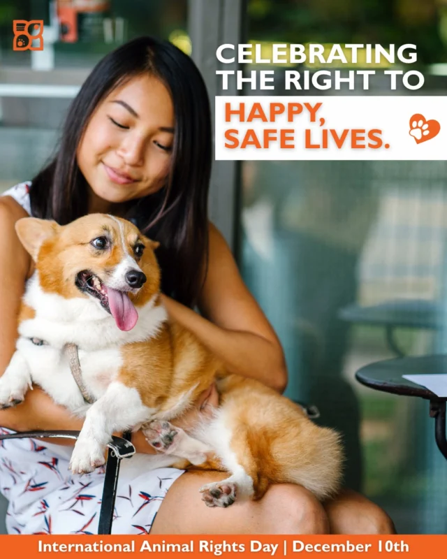 International Animal Rights Day reminds us of something simple and sweet: every animal deserves gentle hands, full bellies, and a life filled with love.

Puppies especially count on us to show them the world is safe, with kind training, thoughtful care, and homes that celebrate every wiggle, wobble, and win.

A little kindness goes a long way… and if you’ve ever seen a pup’s happy dance, you already know it comes right back to you. 🐾❤️✨

#InternationalAnimalRightsDay #EveryPetDeservesLove #PetWellbeing #LoveYourPets #PuppyCare101 #KindnessForAnimals #HealthyHappyPups #PetParents #DogCareTips #PetSafety