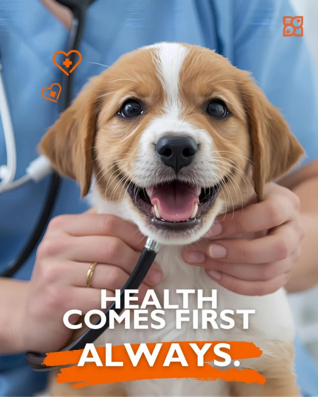 Pet store puppies cost more for a reason… and it starts with health.

At Petland, every puppy receives multiple vet exams, a full 20-point health check, and care that prevents issues before they begin.
Because a healthy start isn’t optional. It’s everything.

🐾 Read the full blog to learn why Petland pups are priced the way they are… and why they’re worth it. https://www.petlandrobinson.com/why-are-petland-puppies-so-expensive/

#PetlandUSA #PetlandPuppy #HealthyPuppy #PuppyCare #ResponsibleBreeding #PetEducation #NewPuppyChecklist #PuppyHealth #PetParents