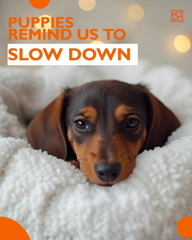 Holiday hustle in full swing? Puppies say: not today.
They curl up beside the tree, stretch into a cozy nap, and remind us that the season feels warmer when we move a little slower.
A soft pause. A deep breath. A moment to melt into the magic.
✨ Dive into our latest blog for more festive puppy wisdom. https://www.petlandrobinson.com/12-ways-puppies-remind-us-what-the-holidays-are-really-about/

#Petland #PetlandUSA #PetlandPets #HolidayPuppies #CozySeason #FestiveFeels #SlowDownSeason #PuppyMagic #PetParents