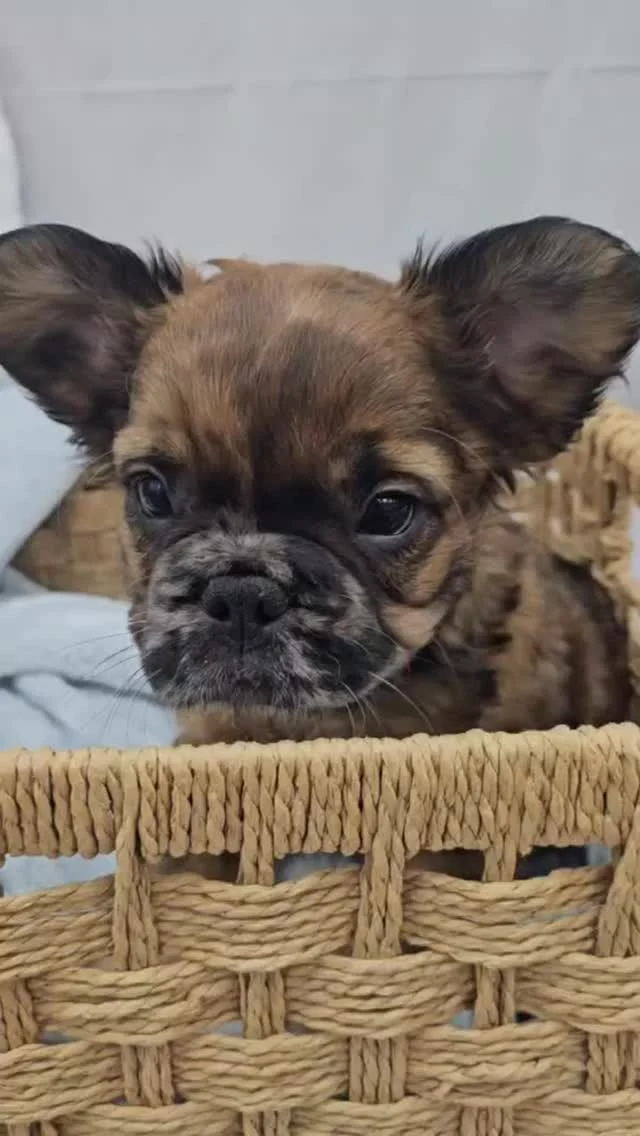 🚨 FLUFFY FRENCHIE ALERT! 🚨
Stop your scroll, you have to see this coat! 😍 We have a rare Red Fluffy Frenchie Girl in the building and she is absolute perfection. 🧸

She has the personality, the big ears, and the softest red fur we have ever seen. This little lady is ready to be the queen of your castle. 👑

📍 Available NOW at Petland Robinson. Come meet her before she’s gone!

#robinsonpa #frenchie #fluffyfrenchie