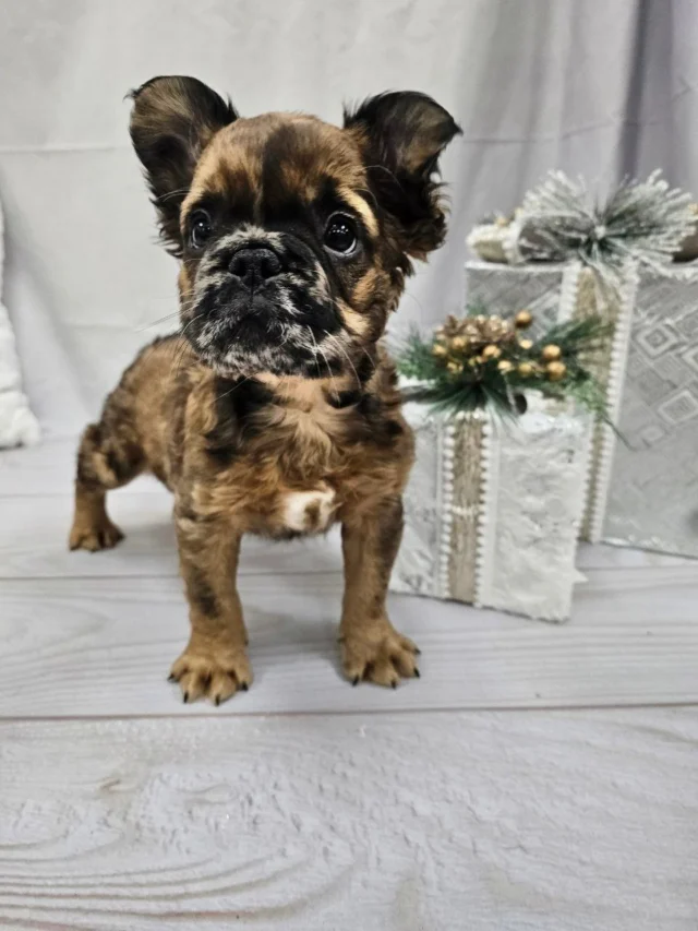 This stunning Red Fluffy Frenchie is bringing all the holiday cheer to Petland Robinson. With that fluffy coat and those big ears, he is cuter than anything you'll find at the North Pole. 

Learn more about him at https://www.petlandrobinson.com/puppies-for-sale/french-bulldog/13320/

📍 Visit us today to meet him!