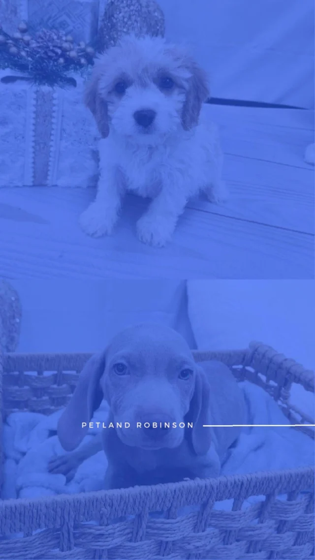 Merry moments start with warm snuggles and bright eyes. Meet the Christmas crew spreading joy from the inside out. ❄️🐾❤️

📍 1530 Park Manor Blvd, Pittsburgh, PA 15205

#robinsontownship #steelcity #pittsburgh #steelcitygrammers #pittsburghpa