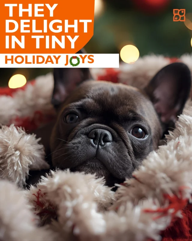 Puppies celebrate the season one tiny moment at a time. A  jingling ornament, a crinkly ribbon, a single snowflake caught mid-air.
And suddenly, the whole holiday feels brighter.
Because the real magic? It’s not in the grand gestures.  It’s in the small joys that make us light up.
✨ Read our blog for all 12 puppy-powered reminders. https://www.petlandrobinson.com/12-ways-puppies-remind-us-what-the-holidays-are-really-about/

#Petland #PetlandUSA #PetlandPets #HolidayJoy #FestivePuppies #SmallThingsBigMagic #PuppyPlay #HolidaySeason #PuppyMagic