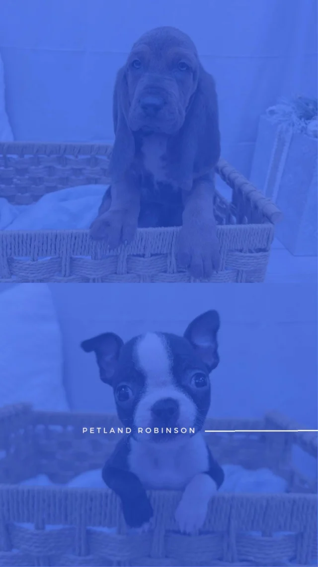 The holidays are here, and there’s no better time to welcome a furry friend into your home! From joyful tail wags to endless snuggles, these adorable companions are ready to make your season brighter and cozier. 🎄🐶✨

📍 1530 Park Manor Blvd, Pittsburgh, PA 15205

#robinsontownship #steelcity #pittsburgh #steelcitygrammers #pittsburghpa