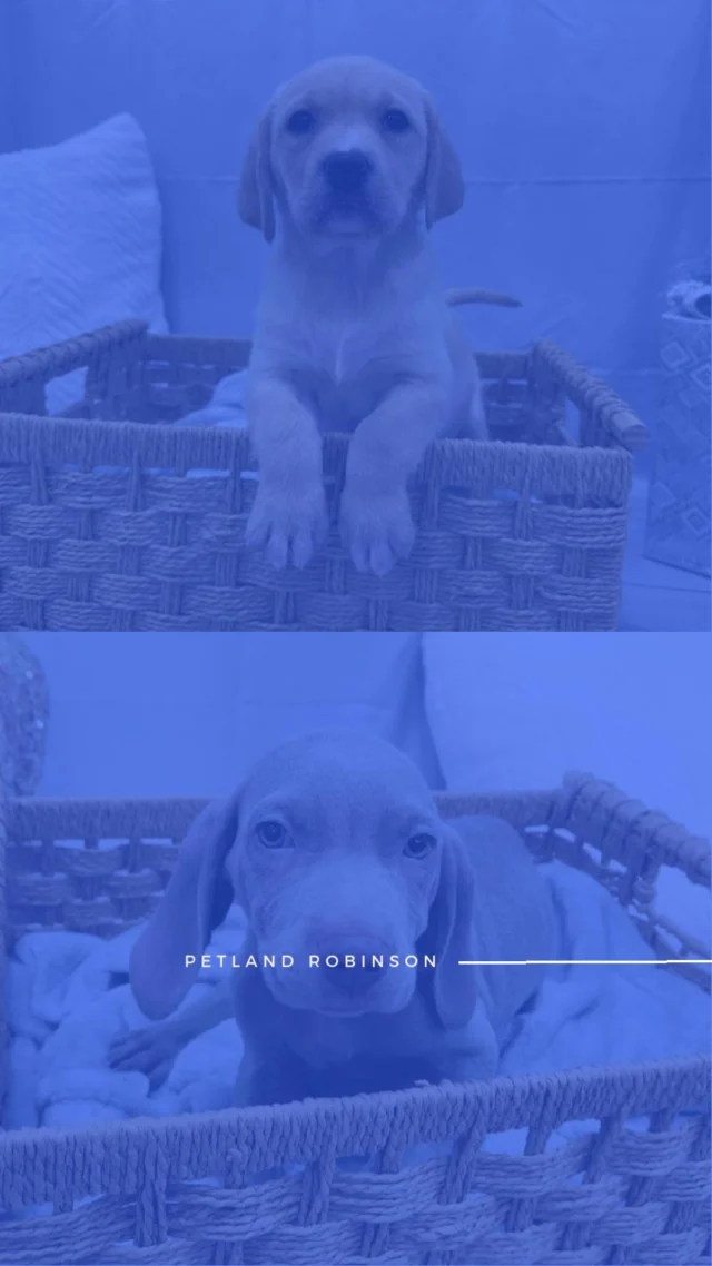 Santa’s got helpers, we’ve got wiggle experts. Come in and meet the Christmas crew spreading cheer! 🎅🐾✨

📍 1530 Park Manor Blvd, Pittsburgh, PA 15205

#robinsontownship #steelcity #pittsburgh #steelcitygrammers #pittsburghpa