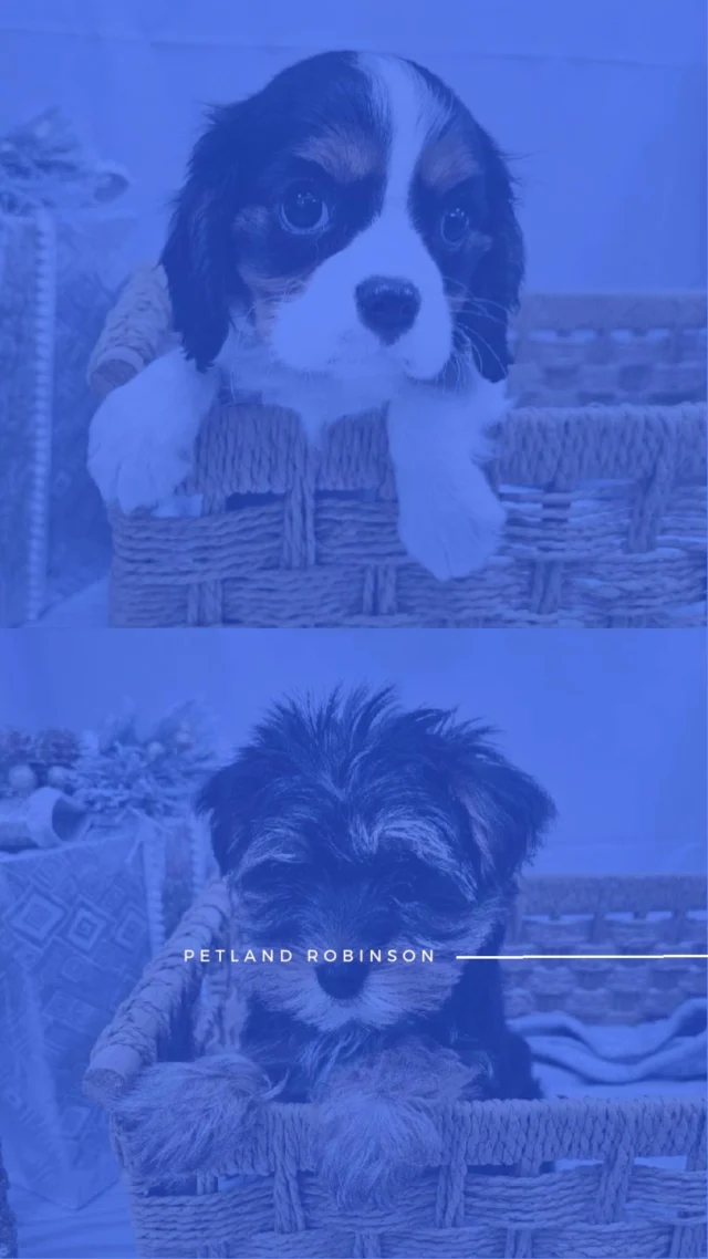 Between Christmas memories and New Year dreams, happiness lives right here. Stop by and feel it. ✨🐾🎄

📍 1530 Park Manor Blvd, Pittsburgh, PA 15205

#robinsontownship #steelcity #pittsburgh #steelcitygrammers #pittsburghpa