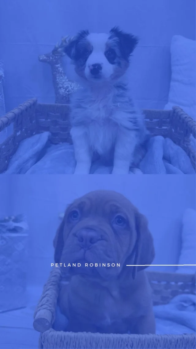 This Christmas sparkle starts with twinkling lights and ends with big smiles. Visit us and enjoy the fun. 🎄🐶✨

📍 1530 Park Manor Blvd, Pittsburgh, PA 15205

#robinsontownship #steelcity #pittsburgh #steelcitygrammers #pittsburghpa