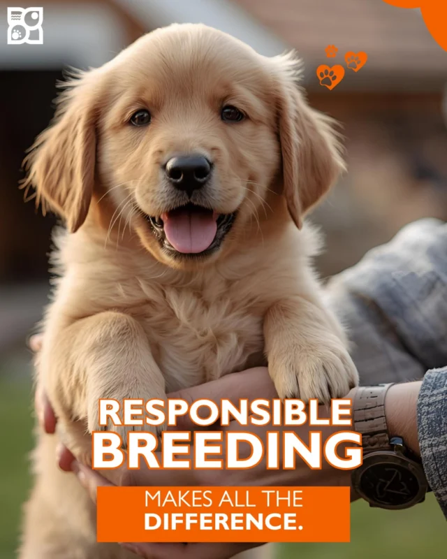 Ethical breeding isn’t cheap, and that’s exactly why pet store puppies come at a higher price.

Petland partners with trusted, certified breeders who follow strict veterinary standards and provide OFA-certified puppies with healthy genetics.

You’re not just paying for a puppy.
You’re paying for ethical sourcing, trustworthy breeding, and quality care from day one.

🐾 Read the full blog to learn what responsible breeding really looks like. https://www.petlandrobinson.com/why-are-petland-puppies-so-expensive/

#PetlandUSA #ResponsibleBreeding #EthicalBreeders #OFAcertified #PuppyHealth #PuppyEducation #DogBreeders