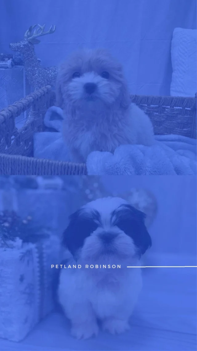 As the holiday season winds down, there’s still time to make one unforgettable choice.  Come meet the little companion ready to start the new year by your side and make every day feel special. 🐾💛

📍 1530 Park Manor Blvd, Pittsburgh, PA 15205

#robinsontownship #steelcity #pittsburgh #steelcitygrammers #pittsburghpa