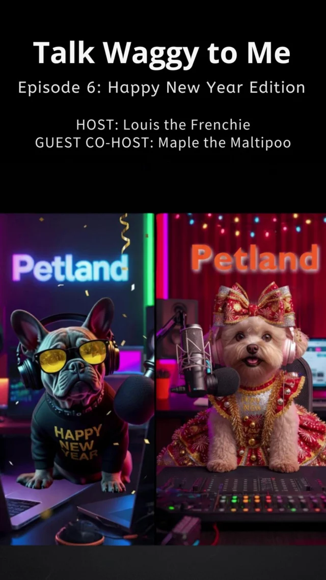🎉🐾 Louis the Frenchie is back with Maple the Maltipoo in our New Year special of Talk Waggy To Me! This episode is all about New Year’s resolutions… puppy style.
Maple’s tackling codependency (sort of), Louis is working on “spiritual growth” around cheese, and together they deliver laughs, snorts, and the kind of puppy wisdom only Petland can bring. Perfect for dog lovers, puppy parents, or anyone who wants a tail-wagging start to 2026!

🐶 Listen, laugh, and celebrate fresh starts with Petland, your trusted source for puppies, pupcast fun, and laugh out loud dog hilarity.

#TalkWaggyToMe #Petland #PuppyPodcast #NewYearDogs #FrenchieLife #Maltipoo #DogHumor #DogResolutions #DogLovers #PetlandPups #Pupcast #DogComedy