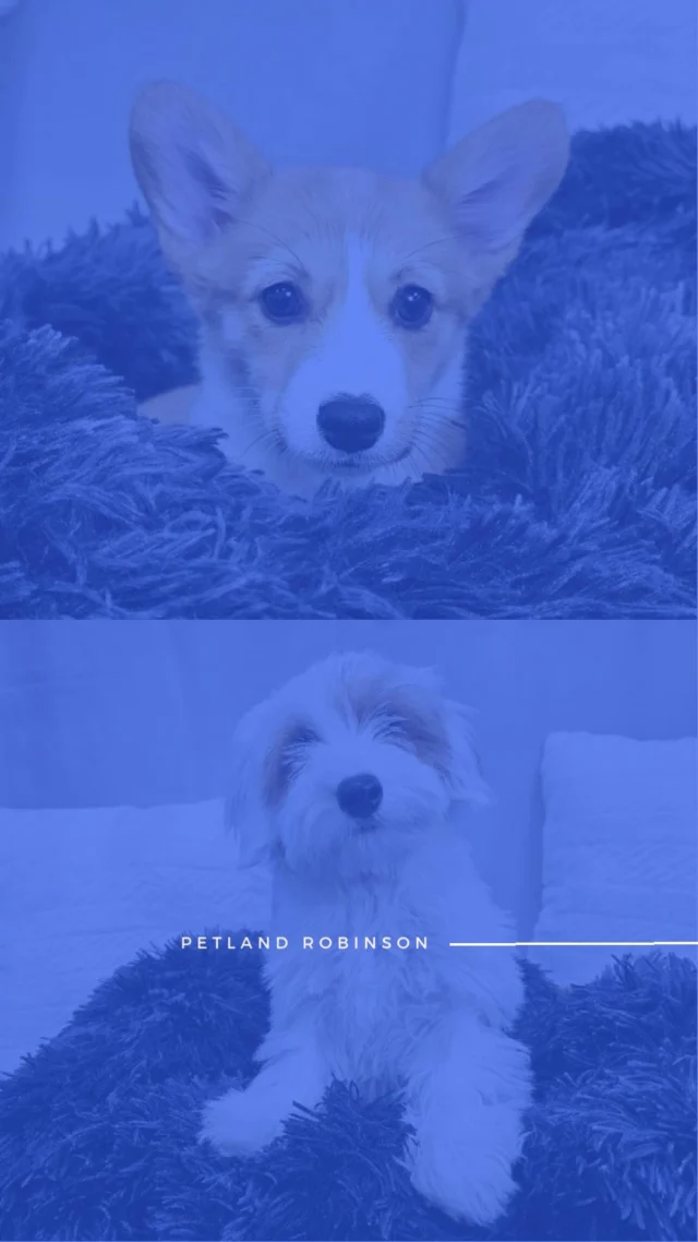 From happy tail wags to cozy cuddles, these adorable furry friends are ready to fill your days with smiles and sweet moments. If you’ve been waiting for a sign, this is it.🐕

📍 1530 Park Manor Blvd, Pittsburgh, PA 15205

#robinsontownship #steelcity #pittsburgh #steelcitygrammers #pittsburghpa