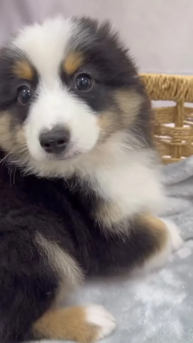 Sooo, we'll see you soon. Right? 😊

#pittsburghpa #robinsontownship #puppylovers