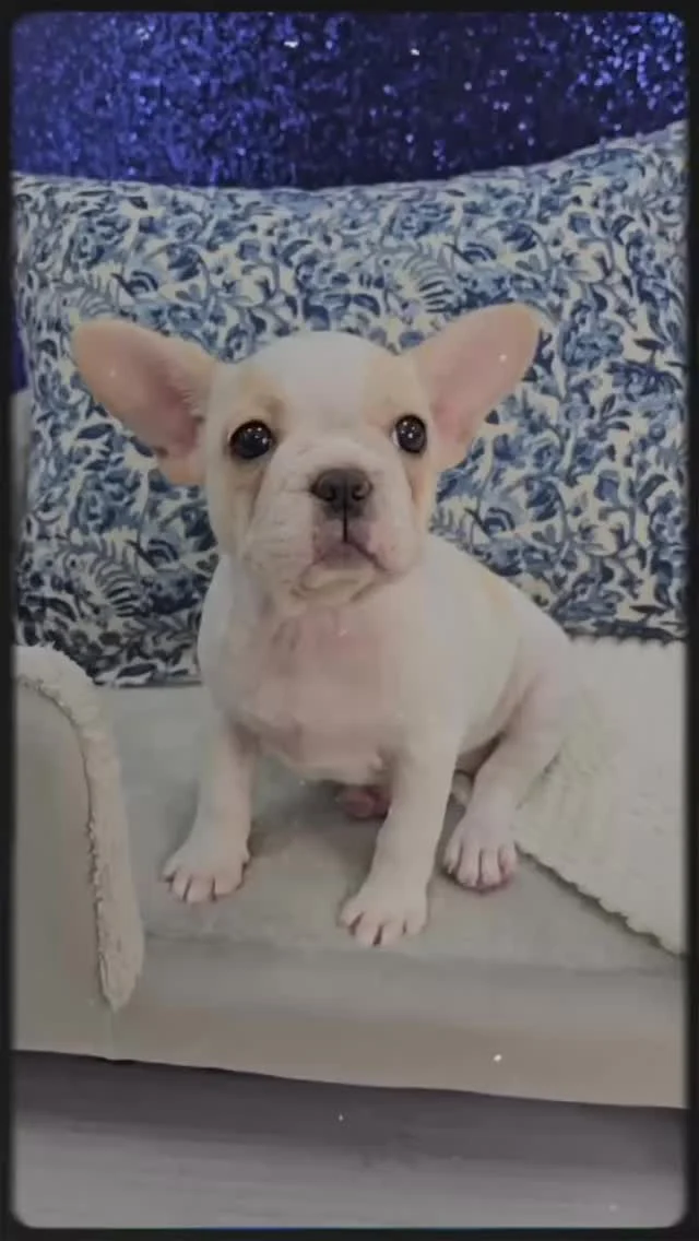 Happy FRIDAY! It's a Frenchie kinda weekend. #frenchbulldog #frenchies #frenchie