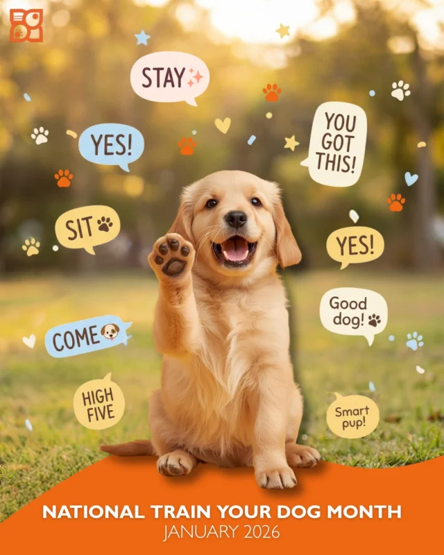 January is National Train Your Dog Month! 🐶✨
Training isn’t just about commands. It’s a way to build confidence, keep pups safe, and create playful, fulfilling moments together. Short, consistent sessions give your dog mental stimulation, a sense of routine, and opportunities to shine.

Even simple skills like sit, stay, or recall bring small wins that warm the heart. Watching your pup learn, respond, and get a cheerful “Good dog!” is incredibly satisfying. And it strengthens your bond every day.

Try these easy pro tips:
➡️ Keep it short: 5-10 minute sessions keep focus high.
➡️ Positive reinforcement: Treats, praise, and play make learning fun.
➡️ Consistency counts: Same cue, same action, every time.
➡️ Mix it up: Switch commands or tricks to keep your pup’s brain active.

Start the year with smart, confident, joyful pups… and moments with them that you’ll never forget. 🎉🐾

#TrainYourDogMonth #DogParents #PupLife #DogTrainingTips #PetWellness #HappyPup #PositiveReinforcement #SmartDogs #JanuaryPets #DogSkills