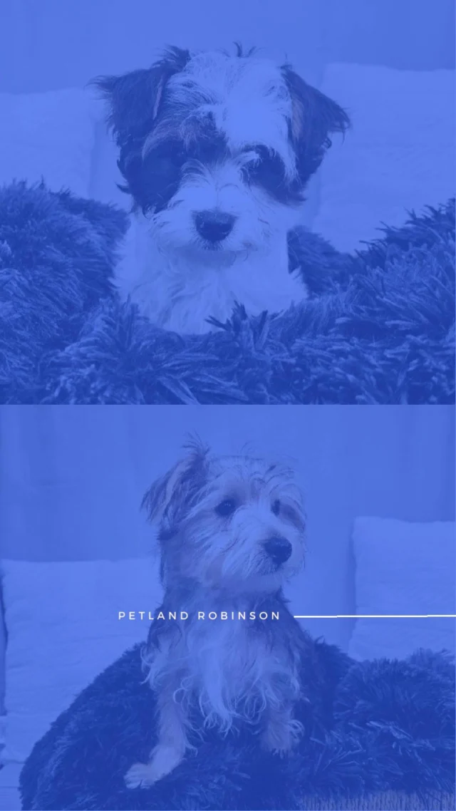 Stop by and discover the furry friend who’s guaranteed to steal your heart. With wagging tails, endless cuddles, and eyes full of love, they’re ready to make every day brighter.🫶🐶

📍 1530 Park Manor Blvd, Pittsburgh, PA 15205

#robinsontownship #steelcity #pittsburgh #steelcitygrammers #pittsburghpa