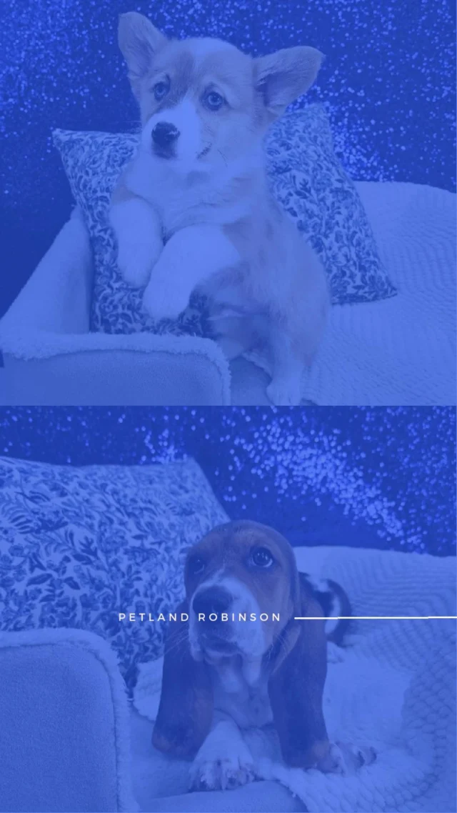 Need a pick-me-up? Our adorable furry friends are ready to brighten your day with endless cuddles, playful energy, and plenty of heart-melting moments.💞🐶

📍 1530 Park Manor Blvd, Pittsburgh, PA 15205

#robinsontownship #steelcity #pittsburgh #steelcitygrammers #pittsburghpa