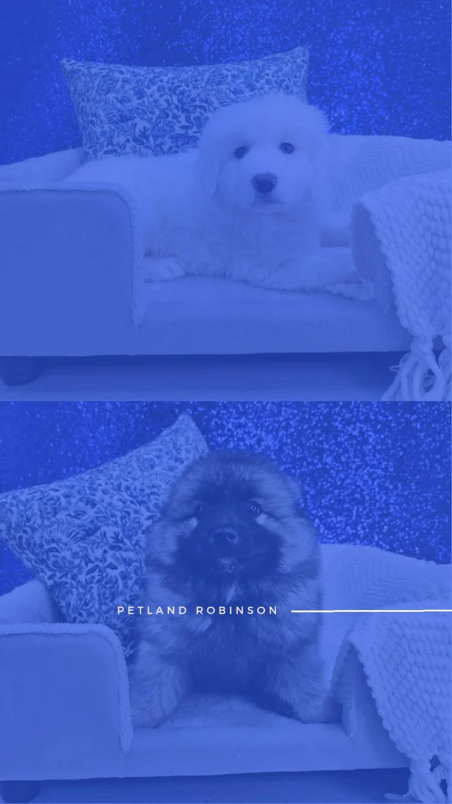 These sweet faces are experts at turning ordinary days into heart-melting moments. Come say hi and see which little cutie steals your heart! 🐾✨

📍 1530 Park Manor Blvd, Pittsburgh, PA 15205

#robinsontownship #steelcity #pittsburgh #steelcitygrammers #pittsburghpa