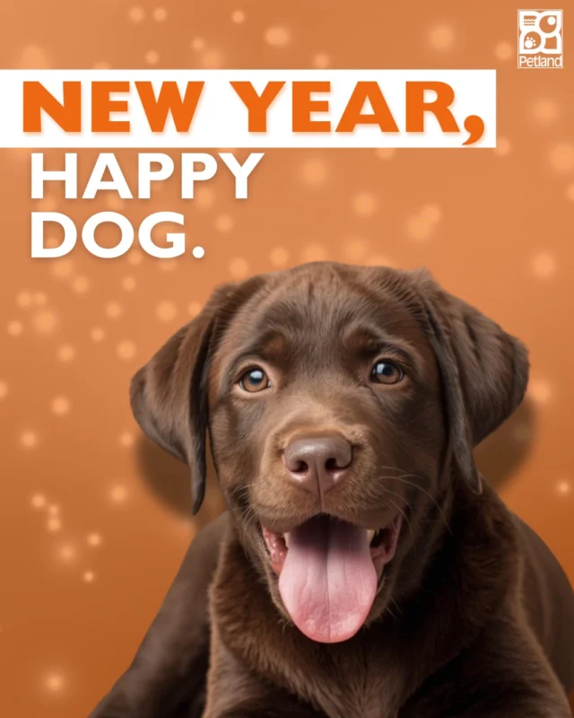 New year, new routines, and a fresh start for your dog, too. 🐶✨

Dogs thrive on consistency, care, and simple daily habits that support both body and mind. From regular walks to mental enrichment and quality nutrition, small changes can add up to a healthier, happier pup all year long.

Whether you’re welcoming a new puppy or leveling up life with your longtime best friend, January is the perfect time to reset together. Healthy habits don’t have to feel overwhelming — they should feel joyful, doable, and full of tail wags.

Kick off 2026 the right way with our guide to 10 healthy habits every dog deserves.
👉 Read the full blog here: https://www.petlandrobinson.com/new-year-happy-dog-10-healthy-habits-to-kick-off-2026-with-your-pup/

#NewYearHappyDog #HealthyPup #Petland #DogWellness #PuppyCare #DogParents #HappyDogHealthyDog #PetCareTips #DogLife