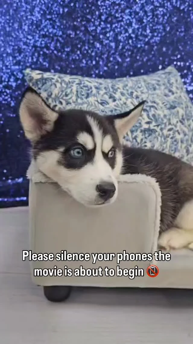 The sweetest Siberian Husky girl waiting for her debut ❤️

#siberianhuskyworld #siberianhuskypuppy #steelcity #pittsburgh