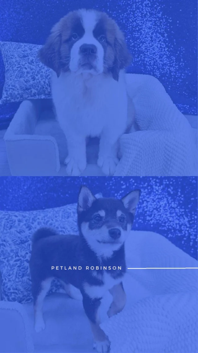 One look, one wag, and your mood instantly lifts. These sweet companions are full of charm, cuddles, and happy little moments just waiting to be shared. Stop by and meet the cutie that’ll make every day a little brighter! 🐾✨

📍 1530 Park Manor Blvd, Pittsburgh, PA 15205

#robinsontownship #steelcity #pittsburgh #steelcitygrammers #pittsburghpa