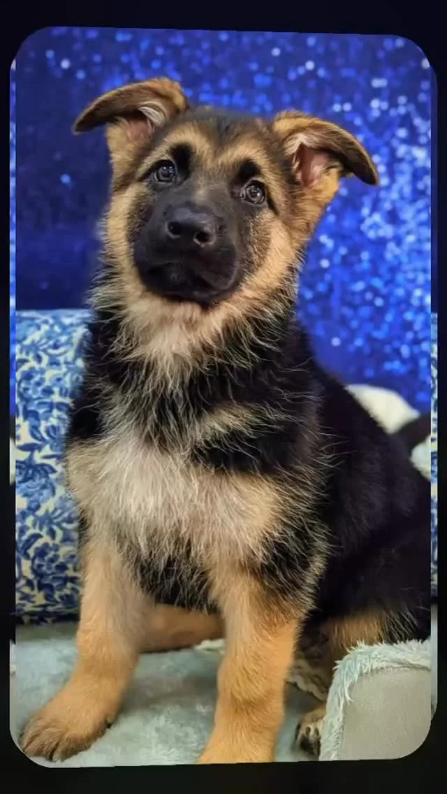 There's no such thing as "January Blues" when you have an adorable furry friend by your side! 

#robinsonpa #steelcity #steelcitygrammers #pittsburgh #puppylove