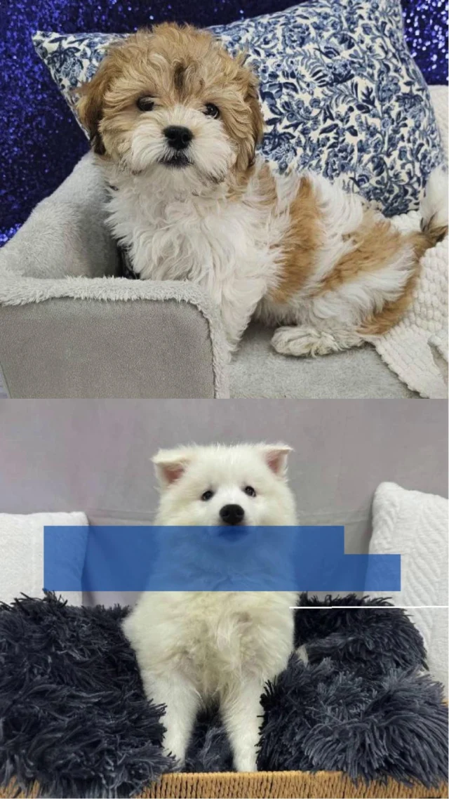 There’s nothing better than starting (and ending) your day with happy tails and cozy cuddles.  Come visit us today and meet the little companion who’ll keep you smiling all day long! 🐾💛

📍 1530 Park Manor Blvd, Pittsburgh, PA 15205

#robinsontownship #steelcity #pittsburgh #steelcitygrammers #pittsburghpa