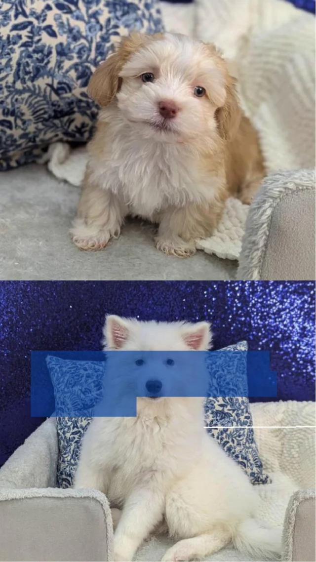 One look, one wag, and your heart is officially stolen. Stop by today and meet the little companion who’s sure to leave pawprints on your heart! 🐾💛

📍 1530 Park Manor Blvd, Pittsburgh, PA 15205

#robinsontownship #steelcity #pittsburgh #steelcitygrammers #pittsburghpa