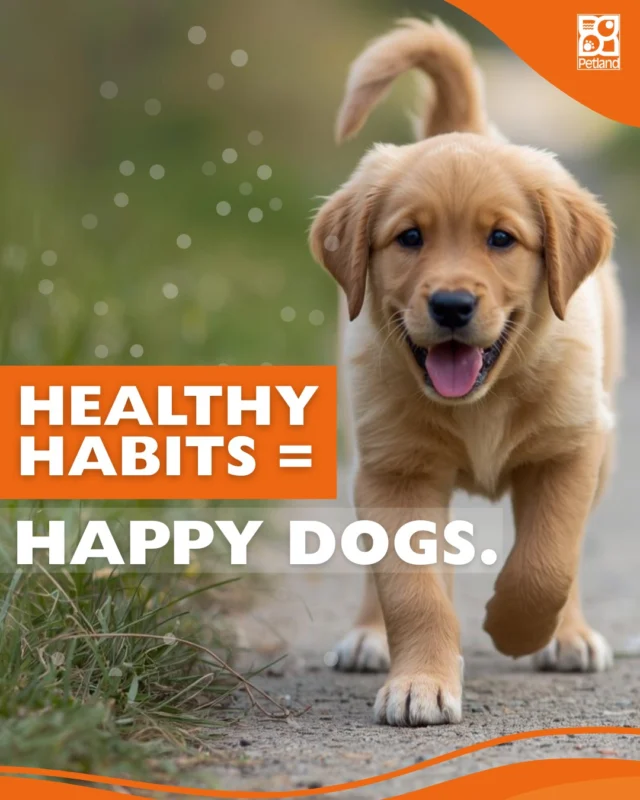 Healthy dogs aren’t built overnight; they’re built one habit at a time. 🐕💛

Daily walks, mental enrichment, consistent feeding, vet checkups, and proper rest all play a role in helping dogs thrive long-term.

Starting these routines early (or recommitting to them now) supports everything from digestion and joint health to behavior and emotional balance. And the best part? These habits strengthen the bond you share with your pup every single day.
If you’re looking for a feel-good, practical way to start 2026 with your dog, this one’s for you.

👉 Read our full list of healthy dog habits here: https://www.petlandrobinson.com/new-year-happy-dog-10-healthy-habits-to-kick-off-2026-with-your-pup/

#HealthyDogHabits #DogWellbeing #PetlandPets #PuppyHealth #DogCare101 #PetWellness #HappyHealthyPets #DogRoutine