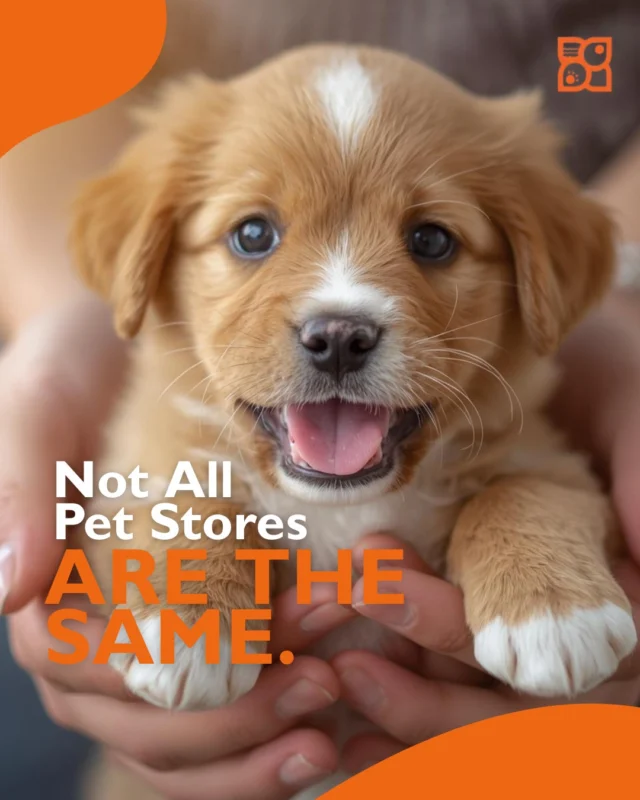 Ethical concerns around pet stores exist for a reason. But they don’t apply across the board.

Reputable pet stores operate with strict breeder standards, veterinary oversight, health screenings, and full transparency. These safeguards protect puppies and empower pet parents to make informed decisions.

Understanding the difference between responsible sourcing and irresponsible practices is key. We’re breaking down what ethical puppy care truly looks like, and why context matters.
👉 Read the full blog here: https://www.petlandrobinson.com/the-ethical-and-welfare-implications-of-buying-from-petland-explained/

#PetStoreTransparency #PetlandCare #ResponsiblePetRetail #PuppyHealth #DogWelfare #PetCareStandards #PetEducation