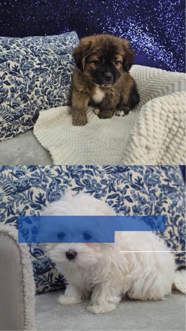 Soft cuddles, happy wags, and heart-melting moments are waiting. Come say hello and see who steals your heart this Valentine’s season!🐶❤️ 

📍 1530 Park Manor Blvd, Pittsburgh, PA 15205

#robinsontownship #steelcity #pittsburgh #steelcitygrammers #pittsburghpa