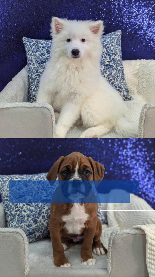 Love comes in the fluffiest forms — wagging tails, little noses, and cuddles that make your heart skip a beat! This Valentine’s (or any day!), bring home a furry friend ready to fill your life with endless smiles, snuggles, and unconditional love. Come meet the tiny heart-stealer waiting just for you today! 🐶💌

📍 1530 Park Manor Blvd, Pittsburgh, PA 15205

#robinsontownship #steelcity #pittsburgh #steelcitygrammers #pittsburghpa