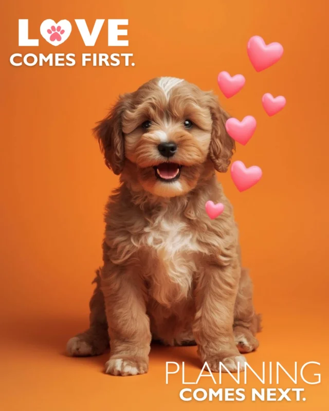 Bringing home a puppy starts with the heart. But it also deserves thoughtful planning. 🐾🤍

For many families, responsible pet ownership means balancing excitement with preparation, especially when it comes to finances. Having clear, ethical options helps families move forward confidently without feeling rushed or overwhelmed.

Petland’s financing solutions are designed to support long-term success, not shortcuts. Because a strong start sets the tone for a lifetime of care, stability, and love.

Learn how Petland helps families plan responsibly for puppy parenthood.
👉 Read the full blog here: https://www.petlandrobinson.com/bringing-home-your-dream-puppy-how-petland-financing-makes-it-possible/

#Petland #ResponsiblePetOwnership #PuppyPlanning #PetlandEducation #PuppyParents #PetCareJourney #TrustedPetCare