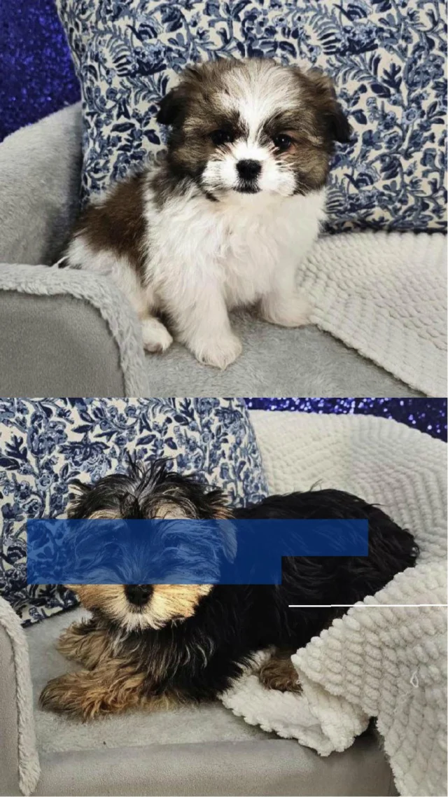 Some love stories don’t come from books, they come with tiny paws, wagging tails, and cuddles that melt your heart. This Valentine’s, find the furry friend who’ll fill your days with joy, laughter, and endless snuggles!  Come meet your perfect little Valentine today and start your happiest love story! ✨🐶

📍 1530 Park Manor Blvd, Pittsburgh, PA 15205

#robinsontownship #steelcity #pittsburgh #steelcitygrammers #pittsburghpa