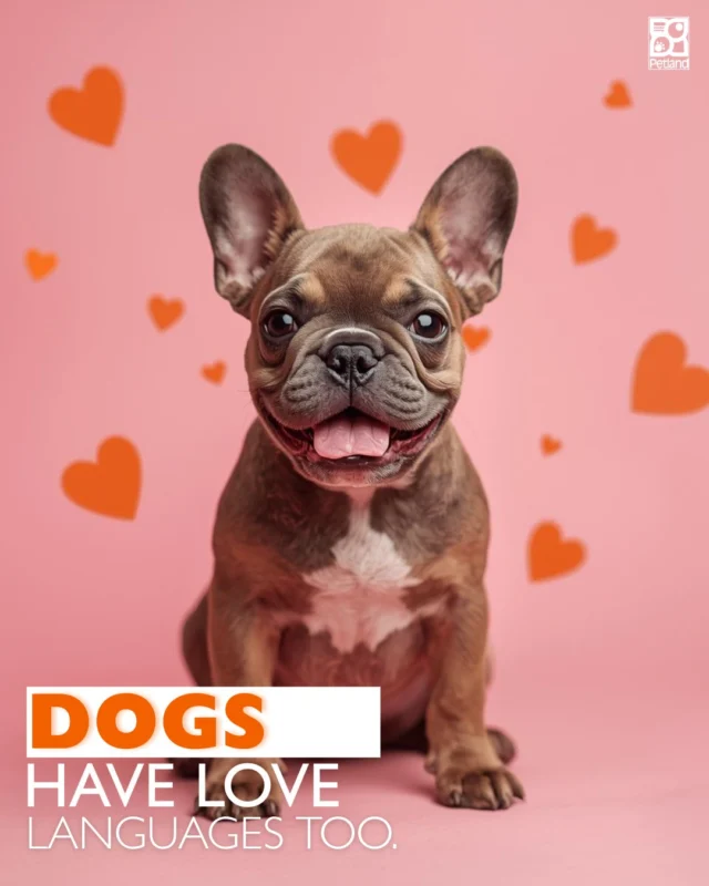 Your dog tells you “I love you” every single day… just not with words. 🐾💛

From following you room to room to leaning in for cuddles or proudly dropping their favorite toy at your feet, dogs have very real (and very adorable) ways of expressing affection. Once you understand how your dog shows love and how they prefer to receive it, everything changes. Training feels easier. Bonding feels deeper. Every day moments feel more meaningful.

The secret? Dogs have love languages of their own. And learning them can completely transform your relationship with your pup.

Curious to know which love language your dog speaks most fluently?
👉 Read the full blog here: https://www.petlandrobinson.com/the-love-languages-of-dogs-yes-theyre-real/

#DogLoveLanguage #Petland #PuppyLove #DogParents #DogBond #PuppyCare #LifeWithDogs #PetlandPups #DogBehavior