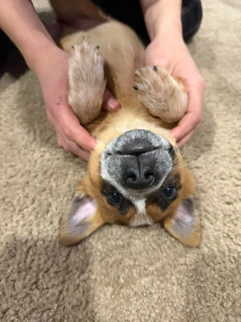 Sadie & Dixie are definitely becoming best friends. Thank you for choosing #PetlandRobinson to find your #PuppyLove! 

#robinsonpa #steelcity #pittsburghpa