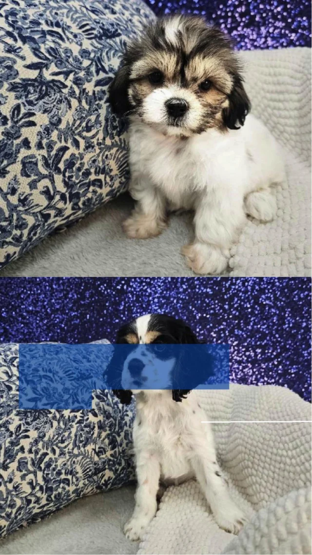 Just wagging tails, happy paws, and snuggles that make everything better. Come find the little companion who turns ordinary days into joyful memories! 🐾💖

📍 1530 Park Manor Blvd, Pittsburgh, PA 15205

#robinsontownship #steelcity #pittsburgh #steelcitygrammers #pittsburghpa