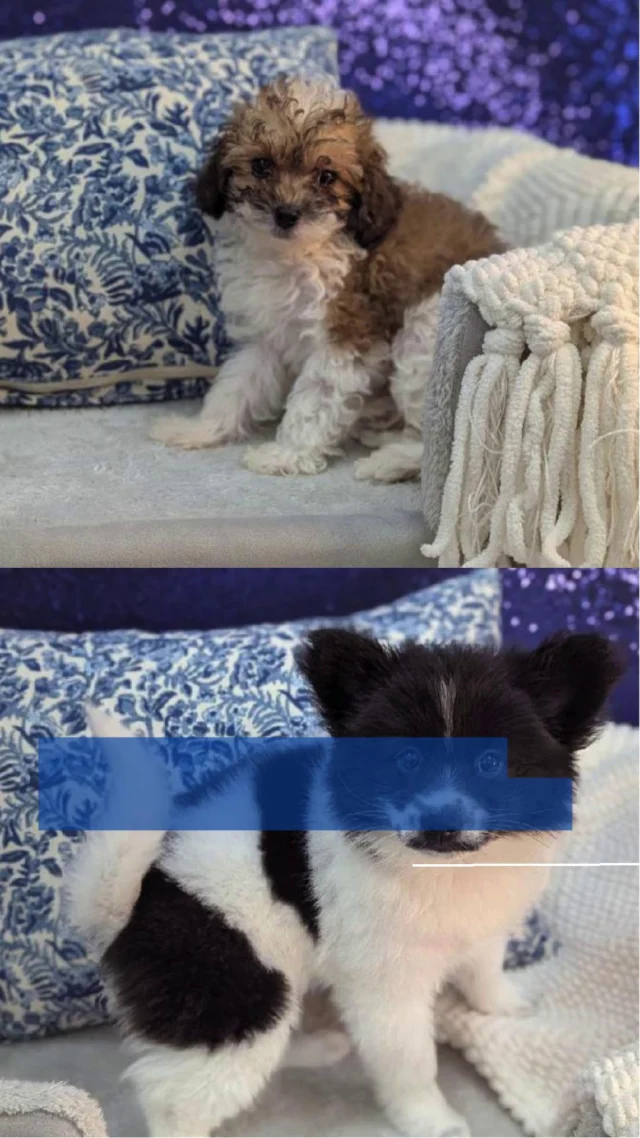 Tiny paws, wagging tails, and endless snuggles are waiting to turn your day into pure joy. Bring home a furry friend and let the love (and cuddles!) take over! 🐾💛

📍 1530 Park Manor Blvd, Pittsburgh, PA 15205

#robinsontownship #steelcity #pittsburgh #steelcitygrammers #pittsburghpa