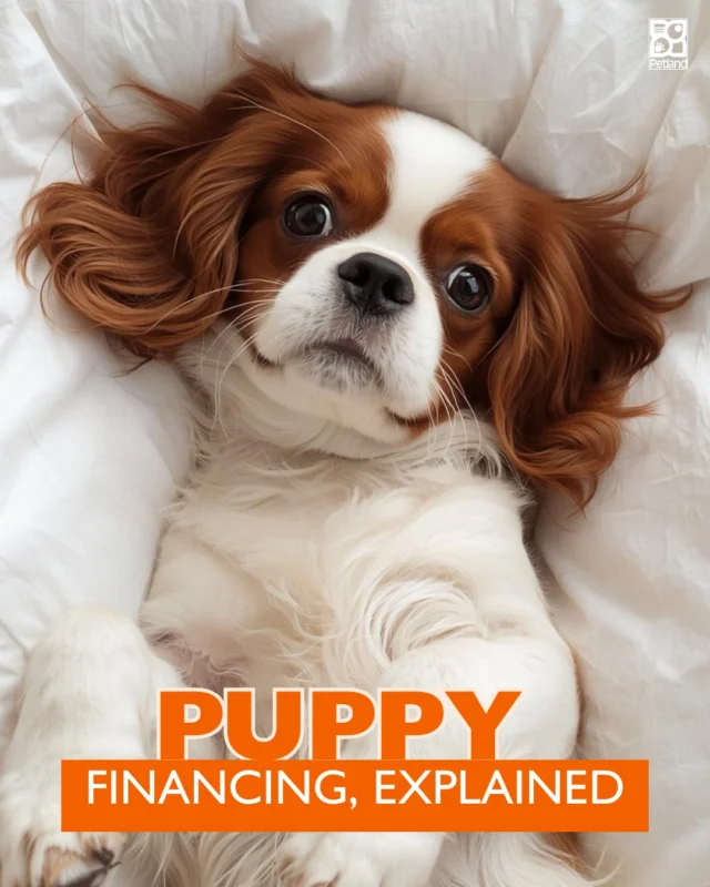 Petland believes informed decisions are the best decisions. 🐶📘

That’s why their financing process is designed to be straightforward, transparent, and supportive. From applying online or in-store to reviewing approved options with a knowledgeable Pet Counselor, families are guided every step of the way.

The goal isn’t pressure; it’s clarity. Understanding your options helps you focus on what matters most: preparing your home and your heart for your new puppy.

Get a clear breakdown of how Petland financing works in our educational blog.
👉 Read more here: https://www.petlandrobinson.com/bringing-home-your-dream-puppy-how-petland-financing-makes-it-possible/

#PetlandEducation #PuppyFinancing #PetCarePlanning #DogParents #PetlandTrust #PuppyPrep #PetCareMadeClear