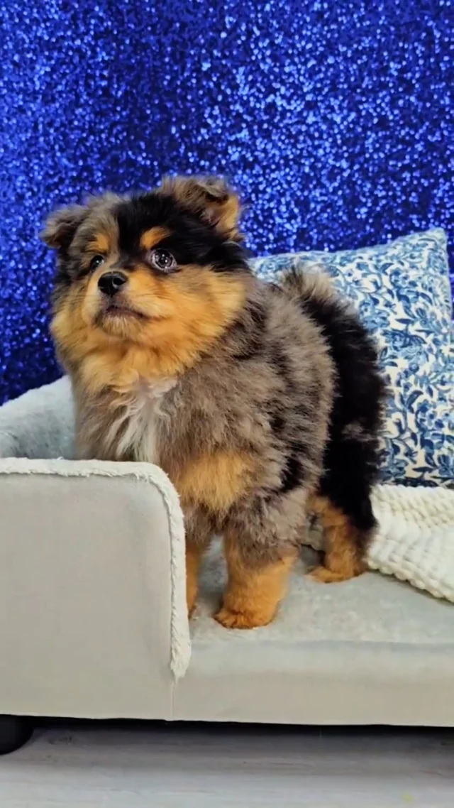 POV: You’re the cutest, fluffiest star in the room and you know it. 💅✨

#robinsonpa #puppylove #puppylovers #fyreels