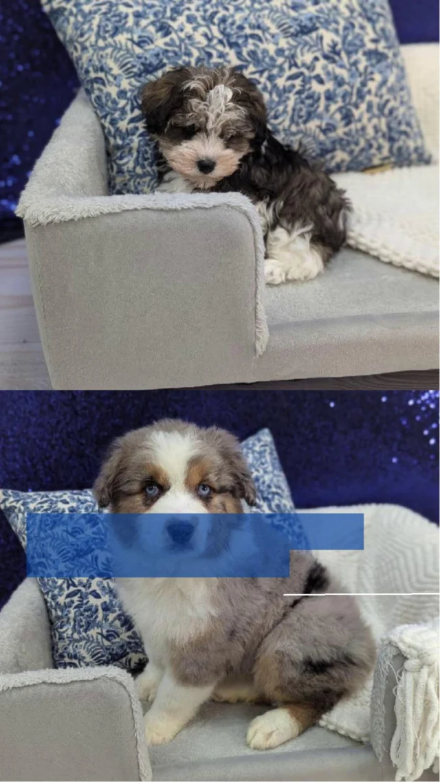 It’s amazing how something so small can bring so much happiness! If you’re ready for more laughter, more love, and more smiles every single day, come meet the little heart-stealer waiting just for you! 🐶💛

📍 1530 Park Manor Blvd, Pittsburgh, PA 15205

#robinsontownship #steelcity #pittsburgh #steelcitygrammers #pittsburghpa