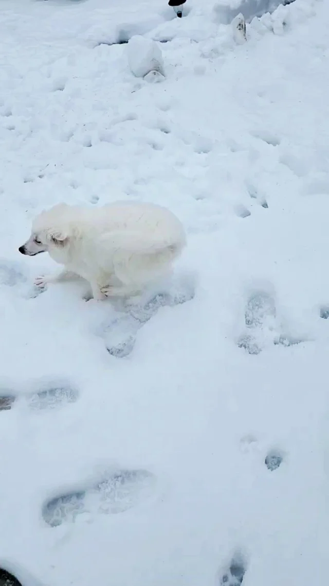 Max the #AmericanEskimo sure is settling into his new stomping grounds with his FURever family! Thank you for choosing #PetlandRobinson to find your new best friend!

Ready to add a furry friend to your family? Visit tinyurl.com/mr28xcht to view our current availability! 

#puppylove #robinsonpa