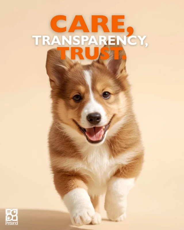 Not all financing is created equal, and Petland is intentional about the options they offer. 🐾

Petland works only with reputable credit partners and does not allow high-risk, lease-to-own, or predatory financing programs. Their approach prioritizes transparency, ethical practices, and consumer protection, so families can move forward with confidence.

Responsible pet ownership should feel joyful, not financially stressful. That belief guides every step of Petland’s financing process.

Learn why Petland’s approach to financing puts families (and puppies!) first.
👉 Read the full blog here: https://www.petlandrobinson.com/bringing-home-your-dream-puppy-how-petland-financing-makes-it-possible/

#Petland #EthicalPetCare #TrustedPetExperts #ResponsibleFinancing #PuppyCareEducation #PetlandPromise #PetParentSupport