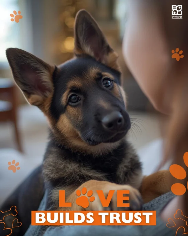 Understanding your dog’s love language isn’t just sweet, it’s powerful. 🐾🤍
When dogs feel understood, they feel safe. That sense of security supports better behavior, stronger training results, and healthier emotional development, especially for puppies learning how the world works.

At Petland, we believe raising happy, confident dogs starts with connection. When you meet your puppy’s emotional needs with intention, consistency, and care, you’re laying the foundation for a lifelong bond built on trust.

Your dog is loving you every single day. Learning how they say “I love you” helps ensure they feel it right back.

Read more about how love languages strengthen your bond with your pup.
👉 Read the full blog here: https://www.petlandrobinson.com/the-love-languages-of-dogs-yes-theyre-real/

#Petland #PuppyWellbeing #DogTrust #PuppyDevelopment #DogBonding #PetExperts #PuppyLife #DogParentTips