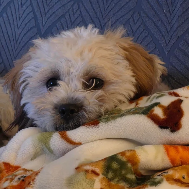 The couch just got a fluff upgrade! Colton, our sweet #Shorkie, has officially moved in and is already stealing hearts (and naps) in their FURever home.🐾💛 
 
#ShorkieLove #FureverHome #puppylove #robinsonpa #robinsontownship #steelcity #pittsburgh