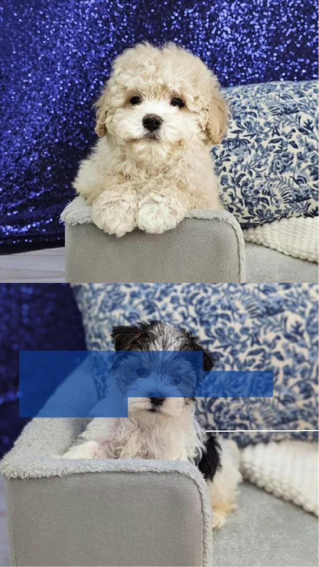 Life’s little joys are better with wagging tails, tiny paws, and endless cuddles! From playful antics to cozy snuggles, our adorable furry friends are ready to fill your days with laughter, love, and memories that last a lifetime. Bring home the fluffiest companion today and start creating paw-some memories together! 🐶💛

📍 1530 Park Manor Blvd, Pittsburgh, PA 15205

#robinsontownship #steelcity #pittsburgh #steelcitygrammers #pittsburghpa