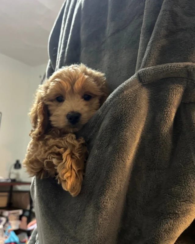Teddy the #Cockapoo has officially taken over the house… and the couch.  Looks like the new boss has settled in perfectly, surrounded by a loving family and a lifetime of cuddles ahead. 💛🐶

#puppylove #robinsonpa #robinsontownship #steelcity #pittsburgh