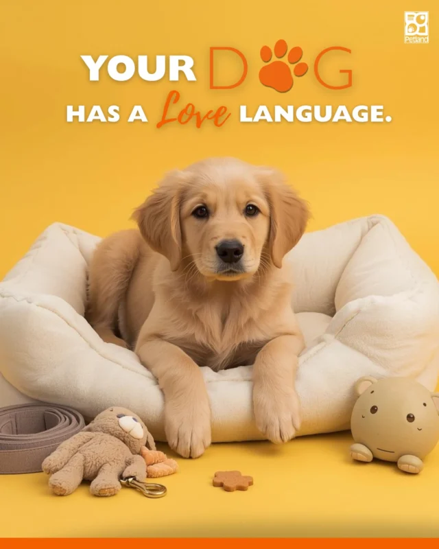 Just like us, every dog has their own unique way of giving and receiving love. 🐶✨
Some pups crave physical touch like belly rubs, cuddles, and gentle scratches. Others light up during quality time, whether it’s a walk, a game, or just being near you. Some respond instantly to praise, while others feel most loved through thoughtful toys, treats, or consistent care and routine.

There’s no “right” love language. Just your dog’s.

When you recognize what matters most to your pup, you’re not just showing affection. You’re speaking their language, building trust, and strengthening your bond in ways they truly understand.

Discover the five love languages of dogs and find out which one your pup speaks best.
👉 Read the full blog here: https://www.petlandrobinson.com/the-love-languages-of-dogs-yes-theyre-real/

#DogLove #PuppyBond #Petland #DogTips #PuppyParent #DogCare #UnderstandingDogs #PetlandLife #HappyPup