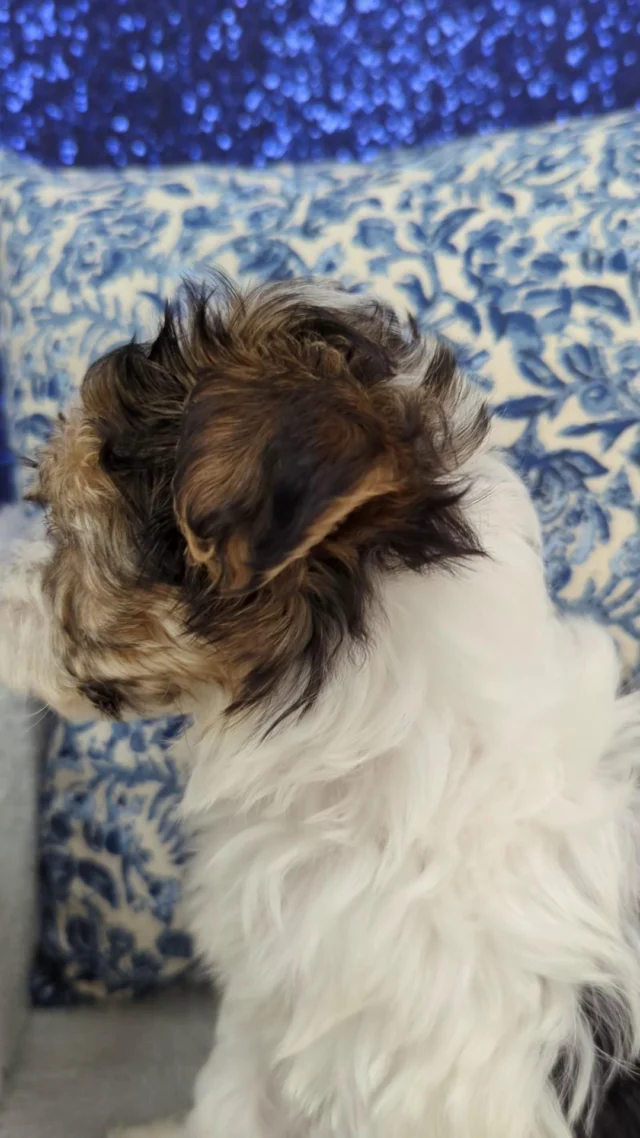 The cutest face-off ever!  We’re calling it a tie… but be honest, which one is winning your heart right now? 💛😂

#FluffyFaceOff #TooCuteToChoose #FluffBattle #FluffyFriends #PawfectlyCute #robinsonpa #puppylove